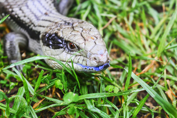Blue Tongue Lizard