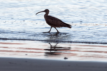 Close up of a Long-Billed Curlew hunting for breakfast along the shore in Guanacaste, Costa Rica