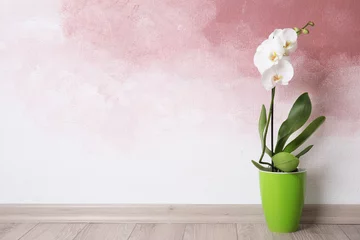 Papier Peint photo Orchidée Beautiful tropical orchid flower in pot on floor near color wall. Space for text