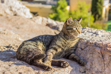 Fototapeta na wymiar calm street cat animal portrait looking side ways and lay on stones in park outdoor rock natural environment 