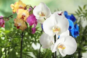 Naklejka na ściany i meble Beautiful tropical orchid flowers on blurred background