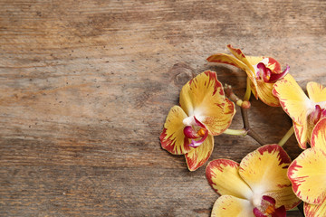 Fototapeta na wymiar Branch with beautiful tropical orchid flowers on wooden background, top view. Space for text