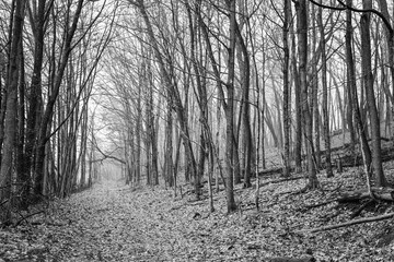 Walking path through the woods
