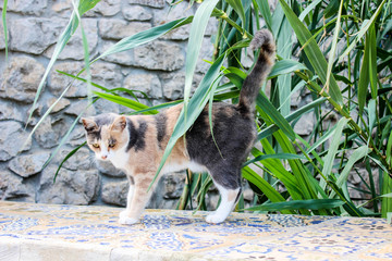 fluffy little cat on a fence, grey red kitty