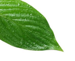 Fototapeta na wymiar Green leaf with water drops on white background