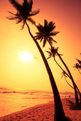 Silhouette of tropical beach under coconut palm trees in the sunset
