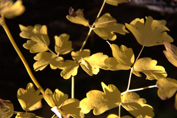 autumn leaves on black background