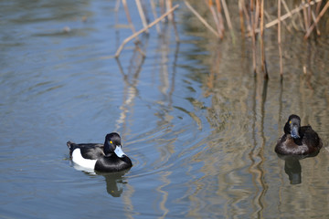 Tufted ducks swimming