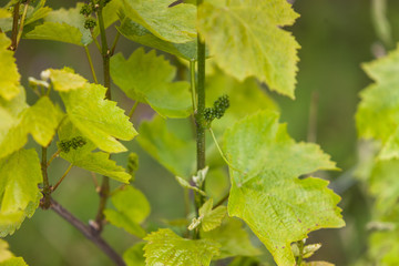 vigne, grappe de raisin jeune