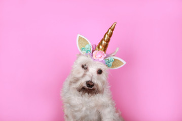 unicorn little white dog on pink background  © maximilian_100
