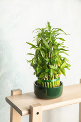 Obraz premium Green bamboo in pot on wooden stand