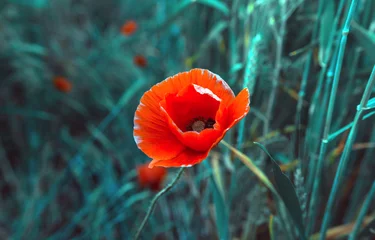Cercles muraux Coquelicots wild poppy flower at sunset