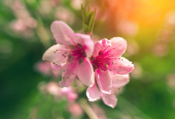 Fototapeta na wymiar wild flowers sakura bush at suntet.