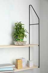 Obraz premium Shelves with green lucky bamboo in glass bowl and decor on light wall