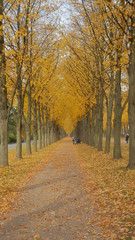 Fototapeta na wymiar Allee im Park und Garten im Herbst bei Sonnenschein