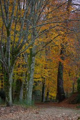 Fototapeta premium Vista dos jardins/bosque das termas de Melgaço num dia de outono com folhas coloridas.