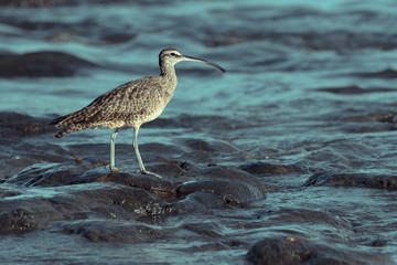 Close up of a Long-Billed Curlew hunting for breakfast along the shore in Guanacaste, Costa Rica