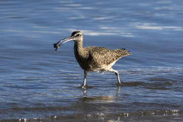 Close up of a Long-Billed Curlew hunting for breakfast along the shore in Guanacaste, Costa Rica