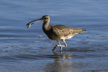 Close up of a Long-Billed Curlew hunting for breakfast along the shore in Guanacaste, Costa Rica