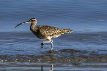 Close up of a Long-Billed Curlew hunting for breakfast along the shore in Guanacaste, Costa Rica
