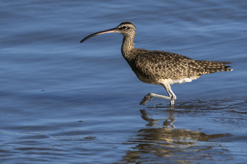Close up of a Long-Billed Curlew hunting for breakfast along the shore in Guanacaste, Costa Rica