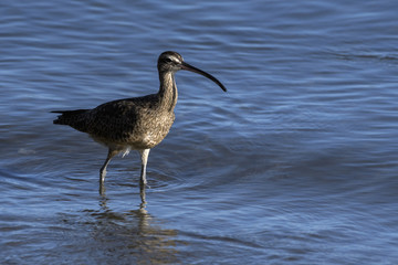 Close up of a Long-Billed Curlew hunting for breakfast along the shore in Guanacaste, Costa Rica