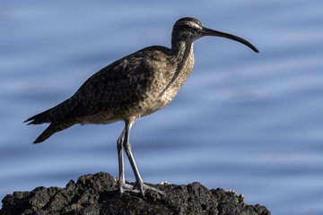 Close up of a Long-Billed Curlew hunting for breakfast along the shore in Guanacaste, Costa Rica