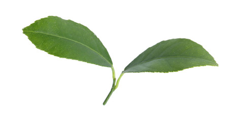 Obraz premium Fresh green citrus leaves on white background