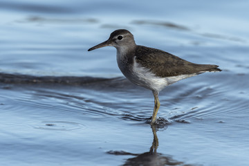 Curious young spotted sand piper hunts for breakfast on an early morning in Costa Rica