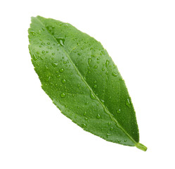 Fototapeta na wymiar Fresh green citrus leaf with water drops on white background