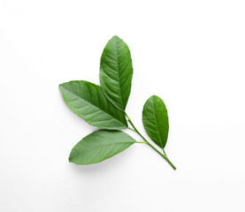 Fresh twig with green citrus leaves on white background, top view