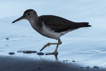 Curious young spotted sand piper hunts for breakfast on an early morning in Costa Rica