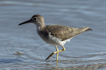 Curious young spotted sand piper hunts for breakfast on an early morning in Costa Rica
