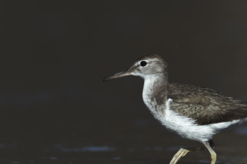 Curious young spotted sand piper hunts for breakfast on an early morning in Costa Rica