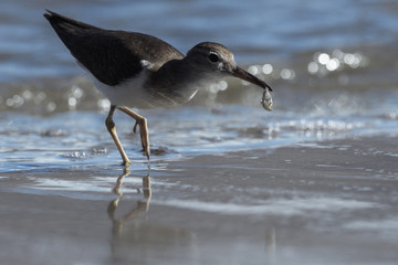 Curious young spotted sand piper hunts for breakfast on an early morning in Costa Rica