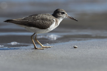 Curious young spotted sand piper hunts for breakfast on an early morning in Costa Rica