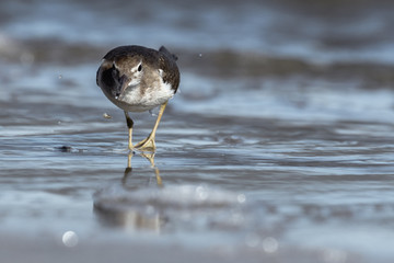 Curious young spotted sand piper hunts for breakfast on an early morning in Costa Rica