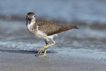 Curious young spotted sand piper hunts for breakfast on an early morning in Costa Rica