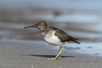 Curious young spotted sand piper hunts for breakfast on an early morning in Costa Rica