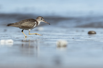 Fototapeta premium Curious young spotted sand piper hunts for breakfast on an early morning in Costa Rica