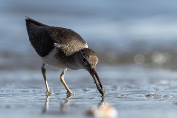 Curious young spotted sand piper hunts for breakfast on an early morning in Costa Rica