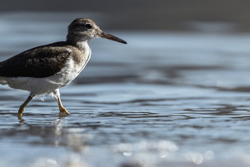 Curious young spotted sand piper hunts for breakfast on an early morning in Costa Rica