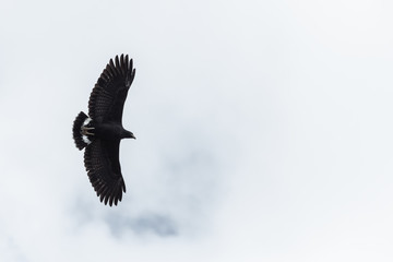 Black hawk flying against a partially cloudy sky in Guanacaste, Costa Rica