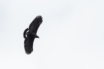 Black hawk flying against a partially cloudy sky in Guanacaste, Costa Rica