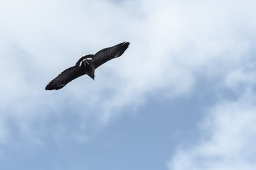 Black hawk flying against a partially cloudy sky in Guanacaste, Costa Rica