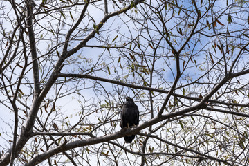 Black hawk flying perched in a tree in Guanacaste, Costa Rica