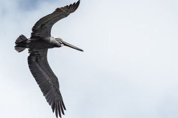 Brown pelican at sunrise in Costa Rica