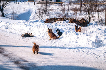 Small dogs on a snowy road