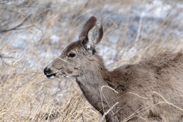 Adorable young female mule deer finds food on a sunny winter day near Denver, Colorado