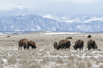 American bison grazing on the prairie in winter near Denver, Colorado